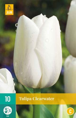Cibule tulipánu Tulipa Clearwater - 10 kusů
