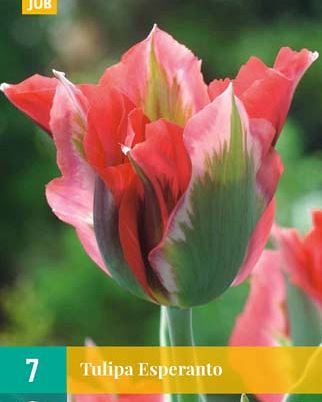 Cibule tulipánu Tulipa Esperanto - 7 kusů
