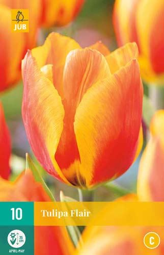 Cibule tulipánu  Tulipa 'Flair' - 10 kusů