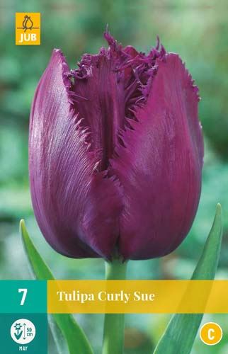 Cibule tulipánu Tulipa Curly Sue - 7 kusů