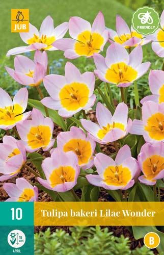 Cibule tulipánu Tulipa 'Bakeri Lilac Wonder' - 10 kusů