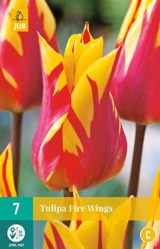 Cibule tulipánu Tulipa 'Fire Wings' - 7 kusů