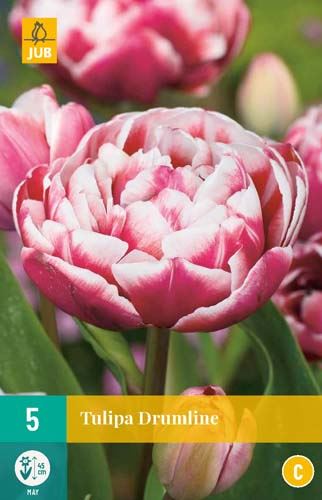 Cibule tulipánu Tulipa Drumline - 5 kusů