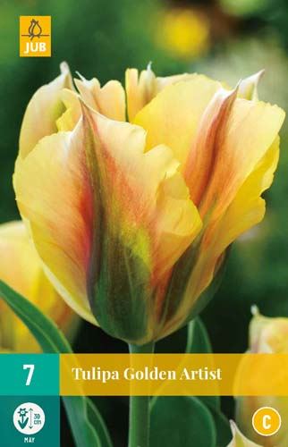 Cibule tulipánu Tulipa Golden Artist - 7 kusů