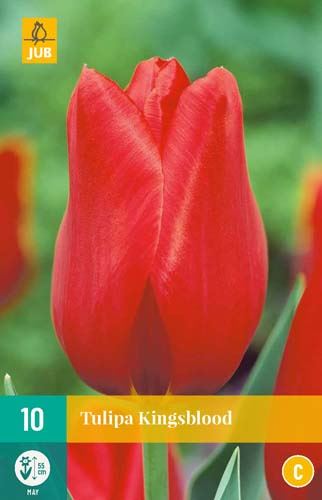 Cibule tulipánu  Tulipa 'Kingsblood' - 10 kusů