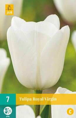 Cibule tulipánu Tulipa 'Royal Virgin' - 7 kusů