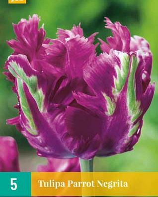 Cibule tulipánu Tulipa Parrot Negrita - 5 kusů
