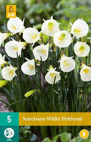 Cibule narcisu  Narcissus 'White Petticoat' - 5 kusů