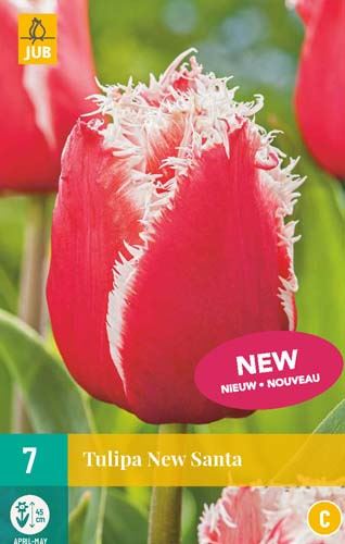Cibule tulipánu Tulipa New Santa - 7 kusů