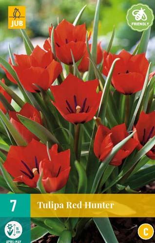Cibule tulipánu Tulipa Red Hunter - 7 kusů