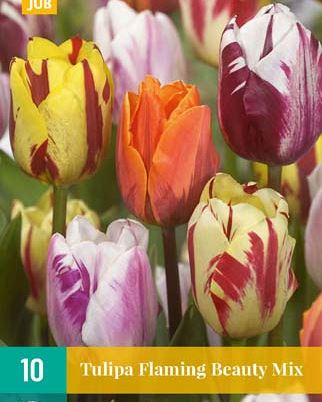 Cibule tulipánu Tulipa Flaming Beauty Mix - 10 kusů