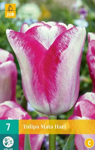 Cibule tulipánu Tulipa 'Mata Hari' - 7 kusů