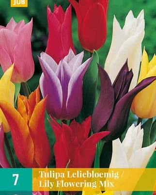 Cibule tulipánu Tulipa Lily Flowering Mix - 7 kusů