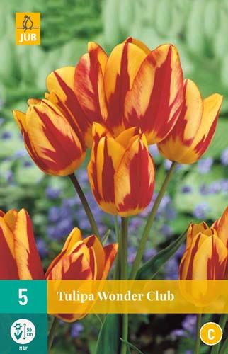 Cibule tulipánu Tulipa Wonder Club - 5 kusů