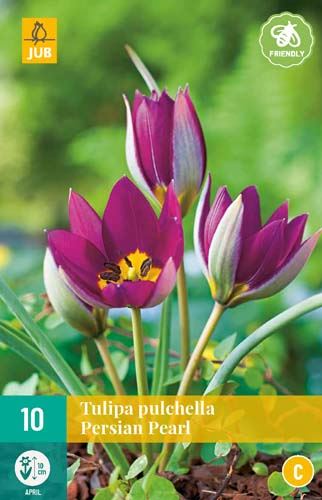 Cibule tulipánu Tulipa  pulchella 'Persian Pearl' - 10 kusů