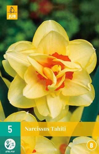 Cibule narcisu Narcissus 'Tahiti' - 5 kusů