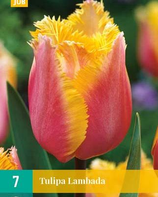 Cibule tulipánu Tulipa Lambada - 7 kusů