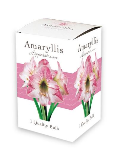 Cibule Amaryllis White/Pink