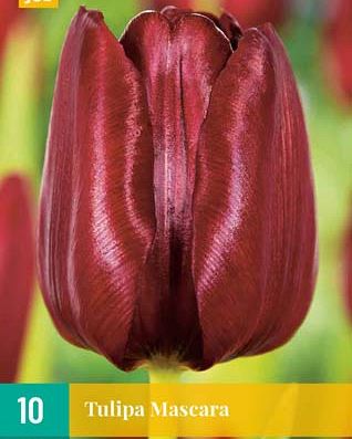 Cibule tulipánu Tulipa Mascara - 10 kusů